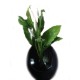 04 Spathiphyllums de "Vase"