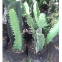 Cactus Euphorbia/ Bouture