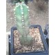 Cactus Herzogiana