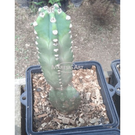 Cactus Herzogiana
