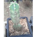 Herzogiana Cactus 