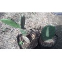 Cactus Opuntia/ bouture
