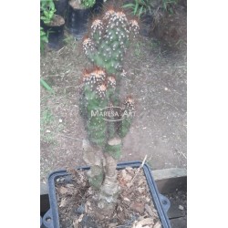 Cactus Cereus