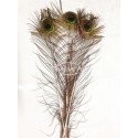 Peacock Feathers / Stem