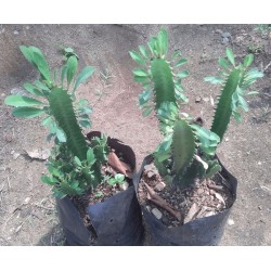 Cactus Trigona