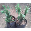 Cactus Trigona/ bouture
