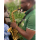 Service musical